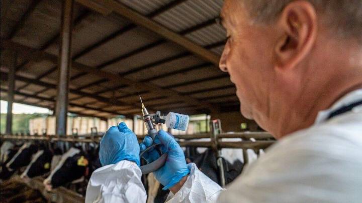España vacunará a medio millón de vacas de modo preventivo para evitar el avance de la dermatosis nodular