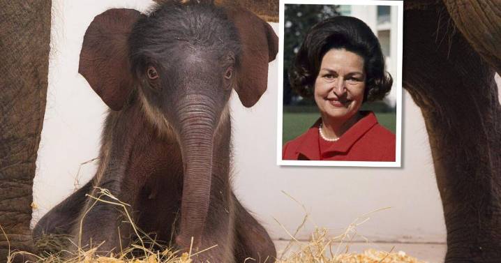 Texas Zoo names elephant after First Lady Lady Bird Johnson