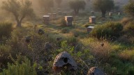 Alerta máxima en Málaga: agentes rurales detectan por primera vez nidos de una especie invasora mortal en España