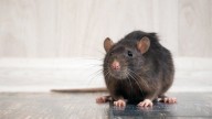 ¿Cómo eliminar ratas en casa sin utilizar veneno?
