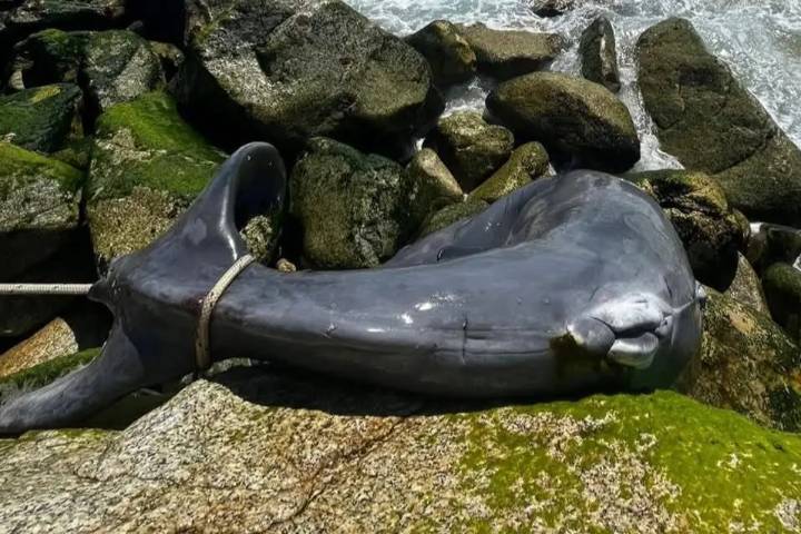 Retiran a ballenato varado frente a hotel de Los Cabos
