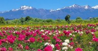 Esquel florece todo el año: llega el primer Congreso binacional de paisajismo patagónico