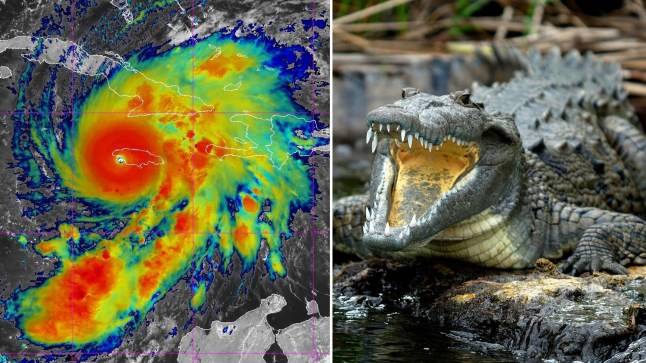 Warning as crocodiles fleeing path of Hurricane Melissa enter towns