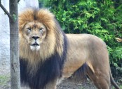Akron Zoo’s oldest male lion dies