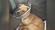 Chihuahua in recovery after surviving abuse