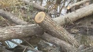 Historic oak tree to be removed from spot on courthouse plaza
