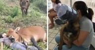 49 Times Animals Were So Randomly Funny, People Just Had To Take A Picture Of Them
