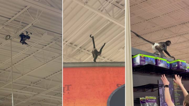 Spooked monkey at Spirit Halloween swings from rafters