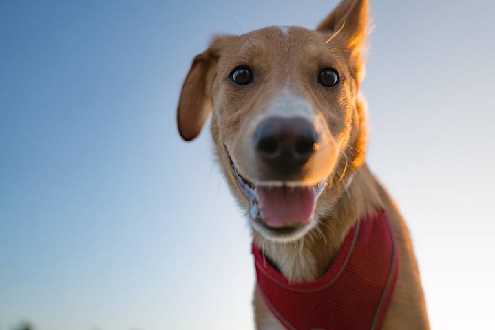 Dear Annie: Feeling lonely and isolated? Get a dog