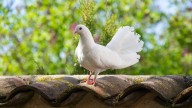 El truco definitivo para mantener a las palomas y otros pájaros alejados de tu jardín o terraza