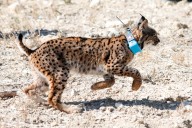 Europa apuesta por no relajar las estrategias para conservar el lince ibérico en España
