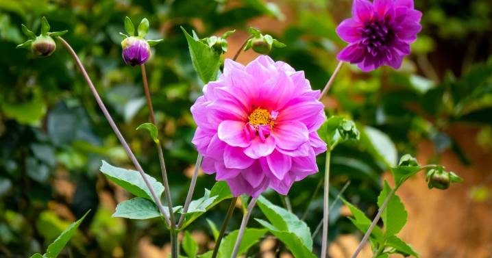 Monty Don shares easy trick to squeeze one last bloom from dahlias this autumn