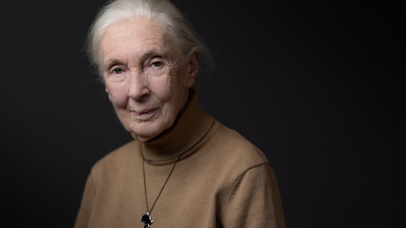 Muere Jane Goodall, la conservacionista que revolucionó el estudio de los primates, a los 91 años