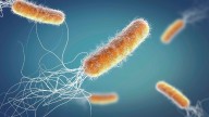 India among top countries with killer superbug crisis