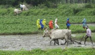 Prolonged monsoon leaves crops damaged but reservoirs full in Telangana