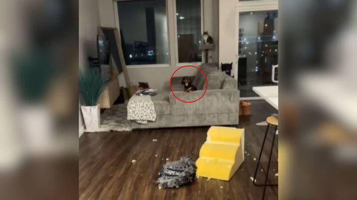 In Only 10 Minutes, This Wisconsin Pup Turns Everything Upside Down And Shocks Owner