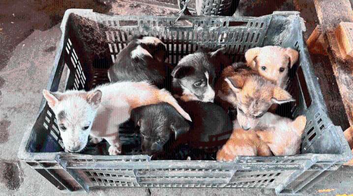 Tijuana firefighters rescue 10 puppies dumped into storm drain along busy highway