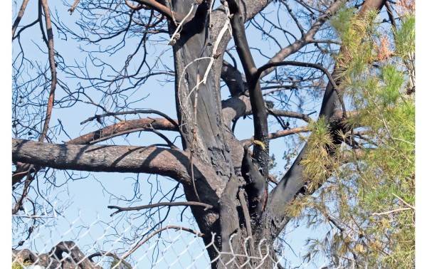 Dio permisos Federación a festival que terminó en fuego en El Chamizal
