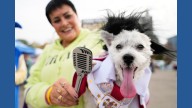 Dozens of costumed canines get their chance to trick-or-treating at Howloween event in Michigan