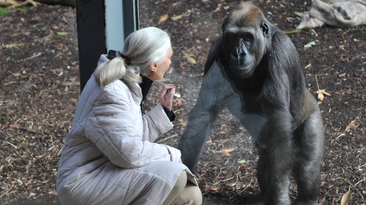 Jane Goodall, la mujer que descubrió el lado más humano de los chimpancés