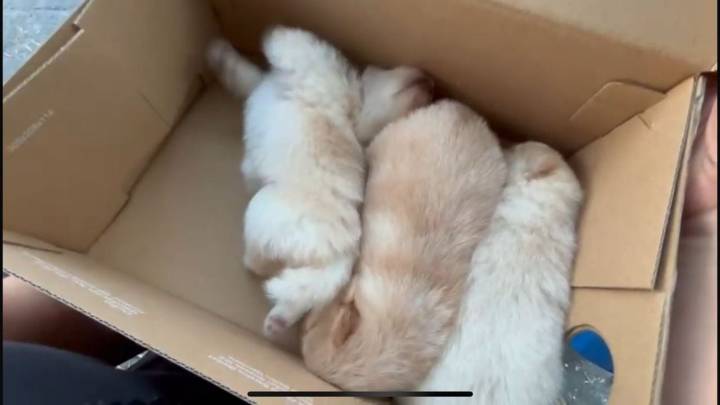 Aseguran a tres perritos y dos vehículos tras cateos en colonia Independencia de Monterrey