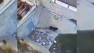 Poor Puppy Was Abandoned At A California Recycling Center Until A Rescuer Gave Him A Chance