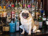 Pug uses AI to become ProServe certified, serves drinks at Calgary pub