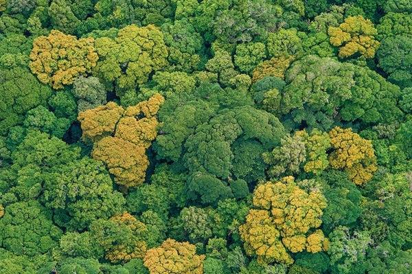 India Rises to 9th Globally in Total Forest Area, Retains 3rd Spot in Annual Gains