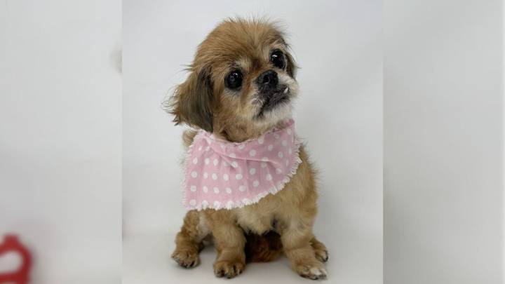Louisiana Dog Spent 16 Years With Her Family Before Ending Up Alone In A Shelter