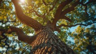 Texas Officials Set To Relocate Centuries-Old Live Oak Tree Dubbed "Jolene" Just 400 Meters Away, For Nearly $1 Million