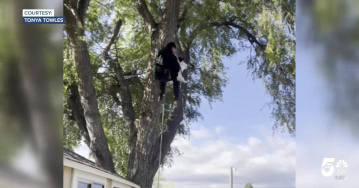 Local arborist steps up to help rescue neighbor's cat out of tree