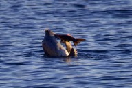 West Seattle Blog… | Here’s your list of possibilities for our West Seattle Tuesday!