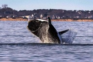 North Atlantic Right Whale, One of the Rarest Whale Species, Sees Population Growth