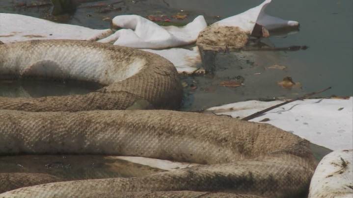 Gov. Landry, EPA to give update on Smitty’s Supply cleanup after Roseland explosion