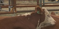 Beef country of origin labeling bill continues in Congress