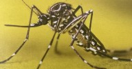 Additional invasive Aedes aegypti mosquitoes found in Antioch neighborhood