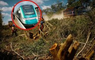 “Bajo fuego” la selva en la Península de Yucatán por Tren Maya y megaproyectos