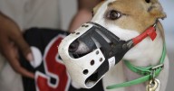 Gazette-Mail editorial: Future of WV greyhound racing imperiled again