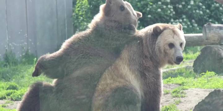 Henry Vilas Zoo saying goodbye to 2 grizzly bears, welcoming polar bears soon