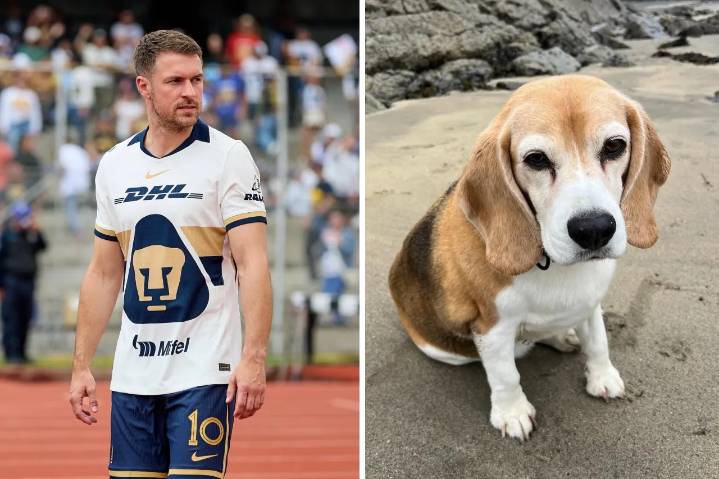 Aaron Ramsey pide ayuda para localizar a su perro perdido en Guanajuato