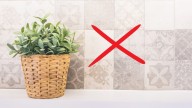 Ni azulejos ni pintura: la alternativa antihumedad que será tendencia en 2026