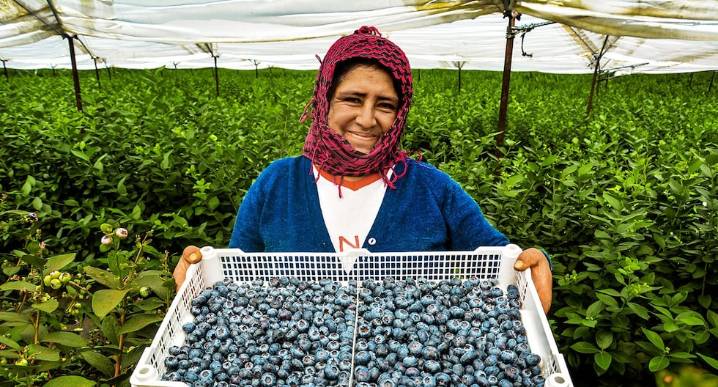 Arándano peruano continúa ganando espacio en comercio mundial: envíos crecen más de 92%
