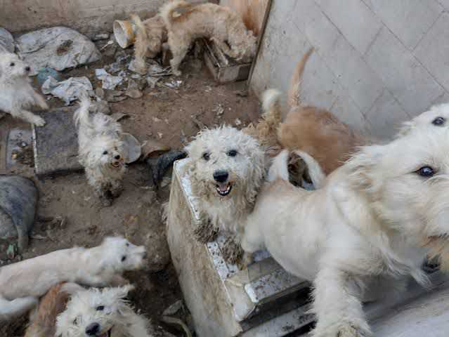 Impune el maltrato animal en municipios de SLP, denuncian activistas