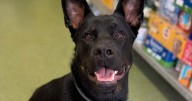 Eleven cute pets in need of loving homes across UK