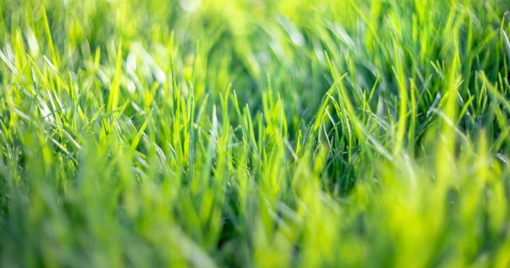Lawns will look 'perfect' in autumn and winter if gardeners complete one task