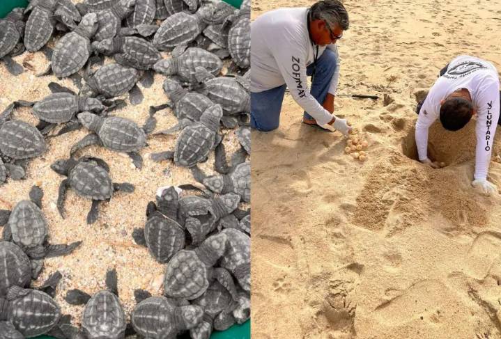 Más de 700 nidos de tortuga marina protegidos tras tormentas en Los Cabos