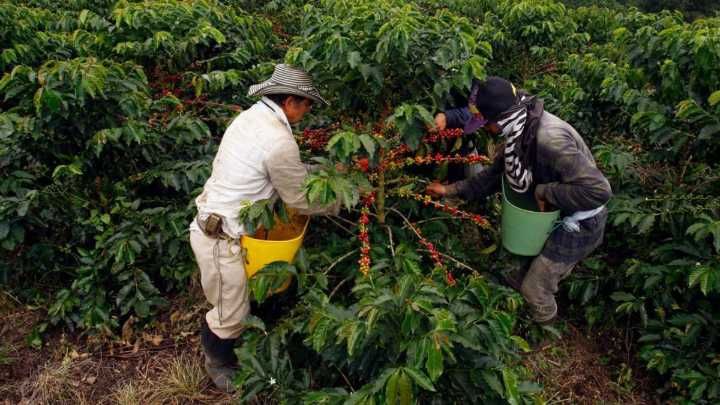 Tras cosecha récord de café, se viene un año de menor producción en Colombia: entrevista a Germán Bahamón, gerente de la Federación de Cafeteros
