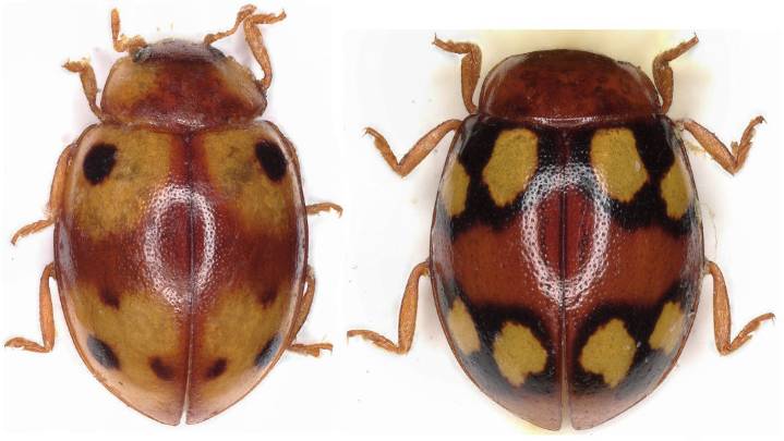 Meghalaya forests reveal two rare species of Ladybird Beetles  