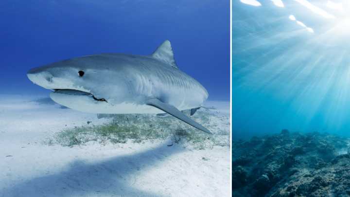 Así es el tiburón blanco más grande del mundo: pesa unos 750 kilos y 30 años de edad