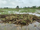 Relief for flood-hit farmers: Haryana Government puts off crop loan repayment